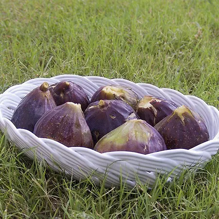 Il Casino Di Donna Maria (adults Only) فندق مبيت وإفطار